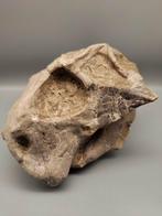 Super Large - 17 cm - Fossiele schedel - Psittacosaurus - 17, Verzamelen, Mineralen en Fossielen