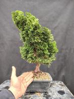 Hinoki cipres bonsai (Chamaecyparis obtusa) - Hoogte (boom):