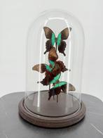 Morpho vlinders Taxidermie volledige montage - Nymphalidae -, Verzamelen, Nieuw