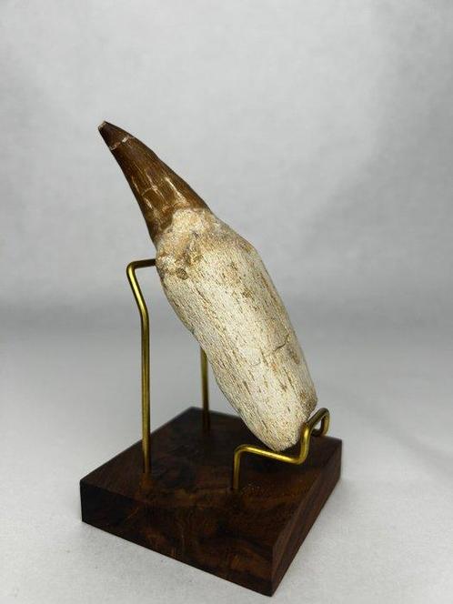 Mosasaurus - Fossiele tand - 11.5 cm - 3.5 cm (Zonder, Verzamelen, Mineralen en Fossielen