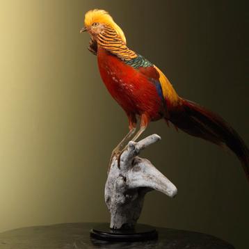 Goudfazant Taxidermie Opgezette Dieren By Max