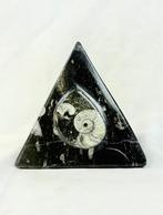 Orthoceras fossielkoraal met ammonietfossiel Piramide -, Verzamelen