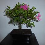 Azalea bonsai (Rhododendron) - Hoogte (boom): 26 cm - Diepte