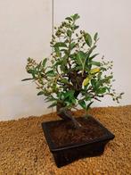 Vuurdoorn bonsai (Pyracantha) - Hoogte (boom): 27 cm -