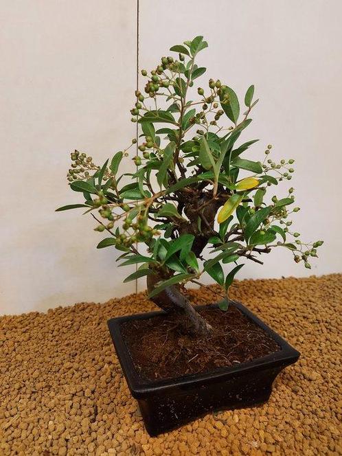 Vuurdoorn bonsai (Pyracantha) - Hoogte (boom): 27 cm -, Antiek en Kunst, Curiosa en Brocante