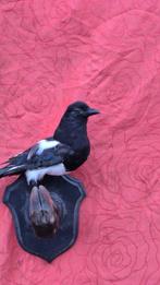 Pie - Sanglier Support mural pour taxidermie - Pica Pica -