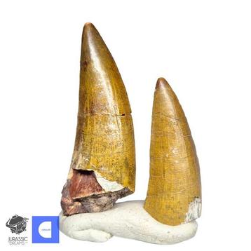 Dent fossile - Set of 2 Nicely Preserved Suchomimus