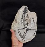 claudosaurus - Gefossiliseerd dier - 28 cm - 19 cm
