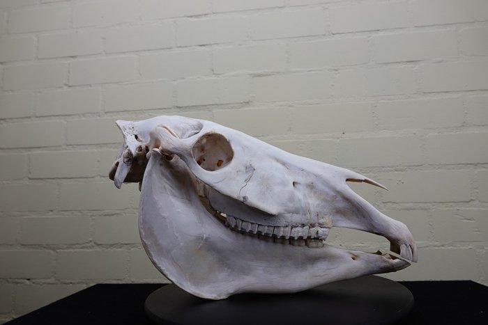 Steppezebra Schedel - Equus quagga - 0 cm - 45 cm - 0 cm-, Verzamelen, Dierenverzamelingen