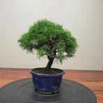 Juniperus sinensis - Hauteur (arbre) : 22 cm - Profondeur