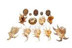 kleine en fijne schelpenverzameling Skelet - div - 110 mm -, Nieuw