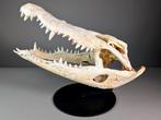 Siamese krokodil (ALLEEN EU-kopers) Schedel - Crocodylus, Nieuw