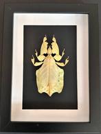 Phasme Taxidermie volledige montage - Phasme Phyllium