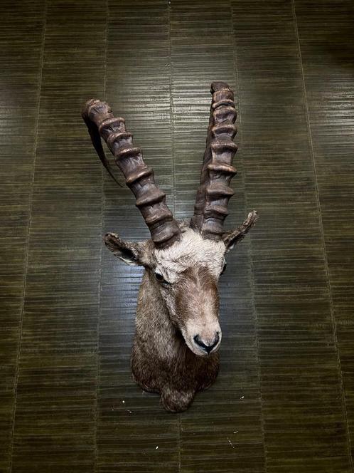 Ibex - Steenbok Taxidermie Opgezette Dieren By Max, Verzamelen, Dierenverzamelingen, Opgezet dier, Nieuw, Wild dier, Ophalen of Verzenden