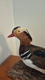 Canard mandarin - Support de corps entier pour taxidermie -