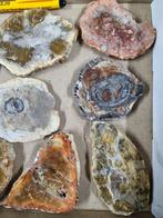 Big Lot HQ Petrified wood slabs 10,5 - 7,5 cm, Verzamelen