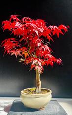 Japanese maple bonsai (Acer palmatum) - Hauteur (arbre) : 42