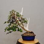 Lierre - Hauteur (arbre) : 52 cm - Profondeur (arbre) : 55