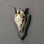 Reebok Schedel Taxidermie Opgezette Dieren By Max, Verzamelen, Dierenverzamelingen, Ophalen of Verzenden, Nieuw, Wild dier, Opgezet dier