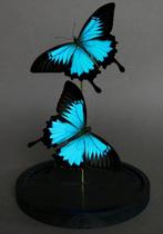 Vlinder Taxidermie volledige montage - Papilio ulysses - 28, Nieuw
