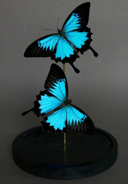 Vlinder Taxidermie volledige montage - Papilio ulysses - 28, Verzamelen, Dierenverzamelingen
