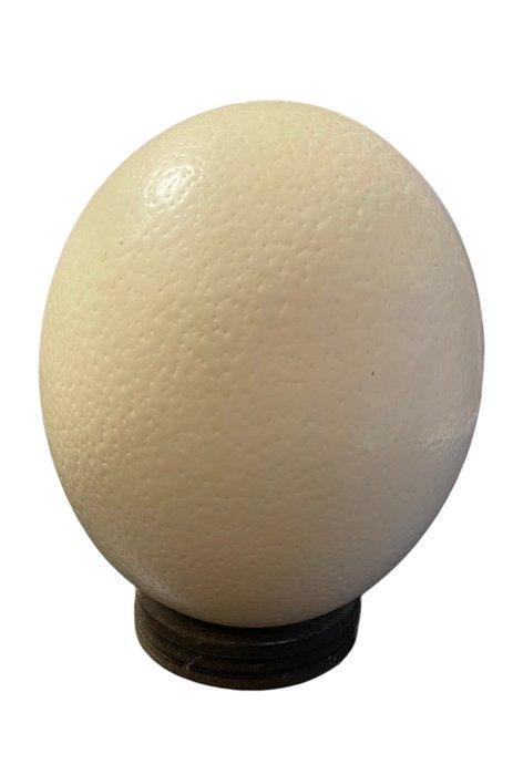 Struisvogel Ei - Struthio Camelus - 22 cm - 16 cm - 16 cm-, Antiek en Kunst, Curiosa en Brocante