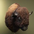 North American Buffalo Head-mount - Taxidermie volledige