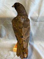 Corne noire Support de corps entier pour taxidermie - Corvus, Nieuw
