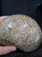 BIG HIGH QUALITY Nautilus, parelmoer kleuren -