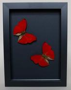 Vlinder Taxidermie volledige montage - Cymothoe sangaris -, Antiek en Kunst