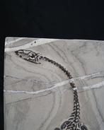 Zeereptiel - Gefossiliseerd dier - Keichousaurus hui - 24.5