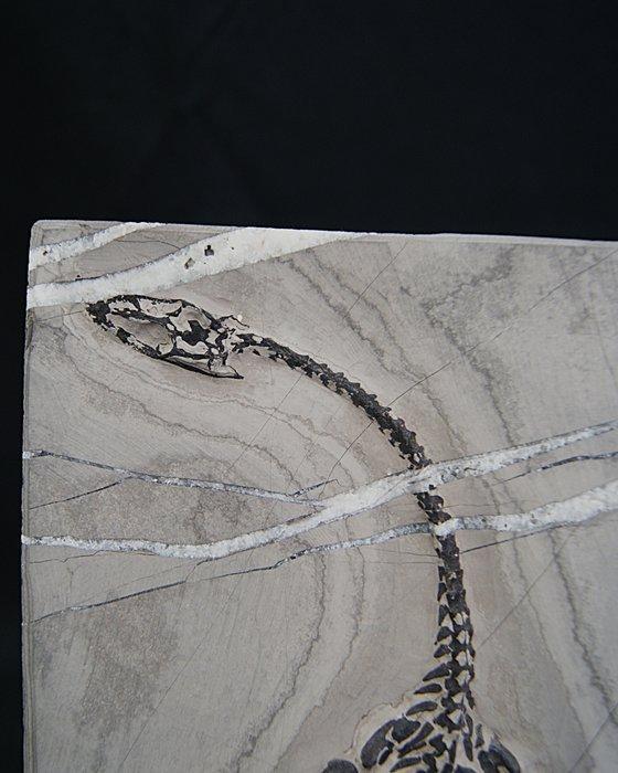 Zeereptiel - Gefossiliseerd dier - Keichousaurus hui - 24.5, Verzamelen, Mineralen en Fossielen