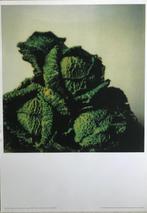 Cy Twombly - Cabbages (bright) -Sensation of the Moment