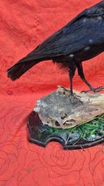 Corbeau freux - Support mural pour taxidermie - Corvus