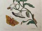 Maria Sibylla Merian (1647–1717) - Liseron, Originale, Antiek en Kunst