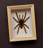 Tarentule Support de corps entier pour taxidermie -