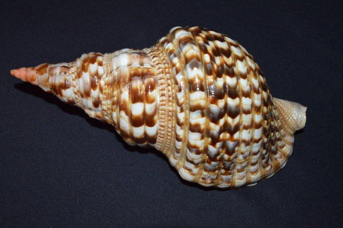 Zeeslak Zeeschelp - M-948 CHARONIA VARIEGATA, Verzamelen, Dierenverzamelingen