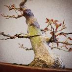 Japanese maple bonsai (Acer palmatum) - Hoogte (boom): 33 cm