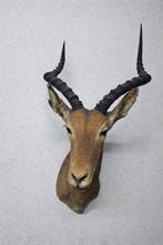 Antilope Support mural pour taxidermie - Aepyceros melampus