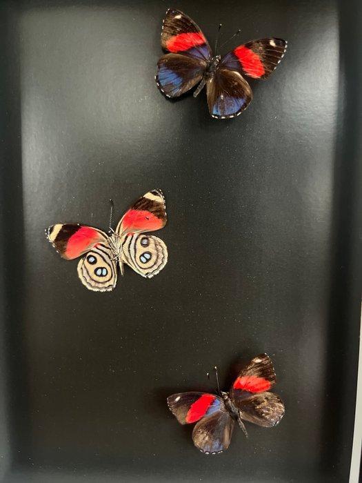 Vlinder Taxidermie volledige montage - Callicore Hesperis -, Verzamelen, Dierenverzamelingen