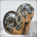 Zeldzame fossielen ammoniet-mamites nodosoïdes met, Verzamelen