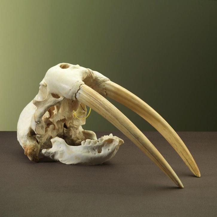 Walrus Schedel Taxidermie Opgezette Dieren By Max, Verzamelen, Dierenverzamelingen, Opgezet dier, Nieuw, Wild dier, Ophalen of Verzenden