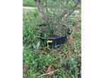 Quercus Suber (Kurkeik) Meerstammig - Sierboom, Tuin en Terras