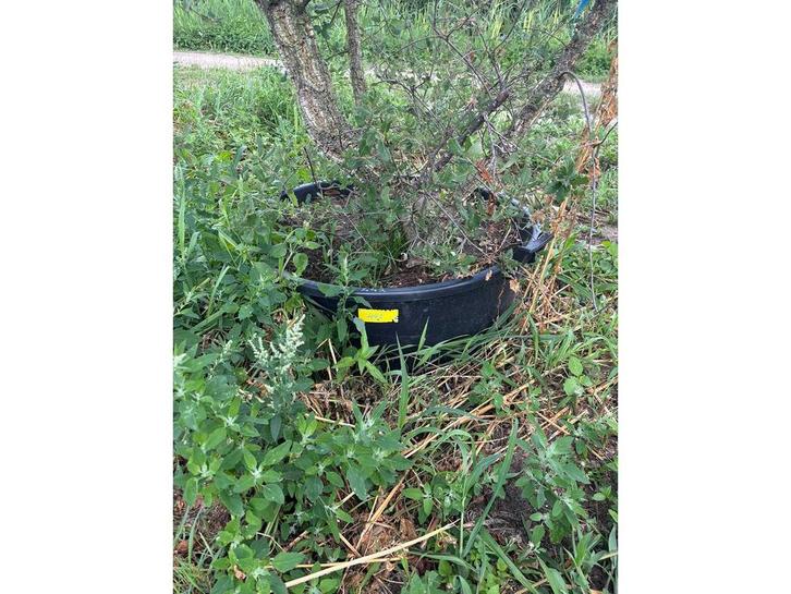 Quercus Suber (Kurkeik) Meerstammig - Sierboom, Tuin en Terras, Planten | Bomen