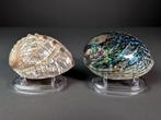 Jolie paire dormeaux Coquillage marin - Haliotis iris,, Nieuw