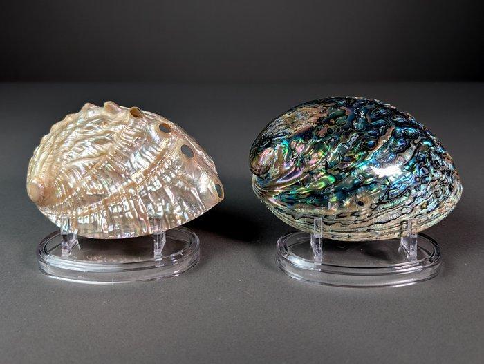 Jolie paire dormeaux Coquillage marin - Haliotis iris,, Verzamelen, Dierenverzamelingen