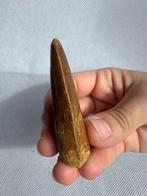 Dinosaurus - Fossiele tand - carcharodontosaurus saharicus -, Verzamelen