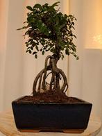 Chinese iep bonsai (Ulmus parviflora) - Hoogte (boom): 22 cm, Antiek en Kunst