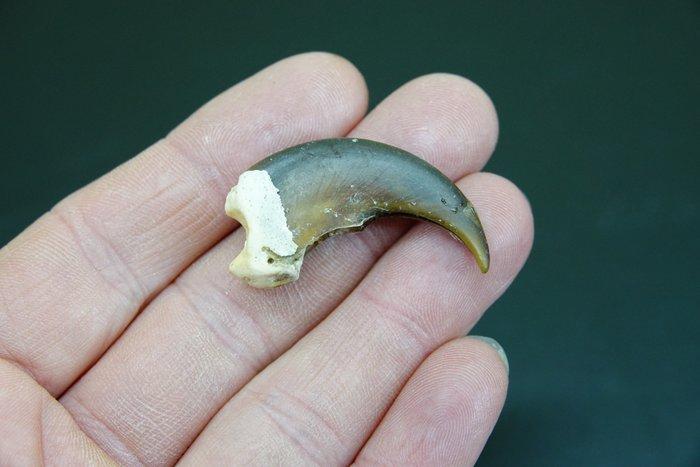 Zwarte beer Klauw - Ursus americanus - with legal transfer -, Verzamelen, Dierenverzamelingen