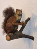 Mooi eekhoorn volledig preparaat Taxidermie volledige, Nieuw